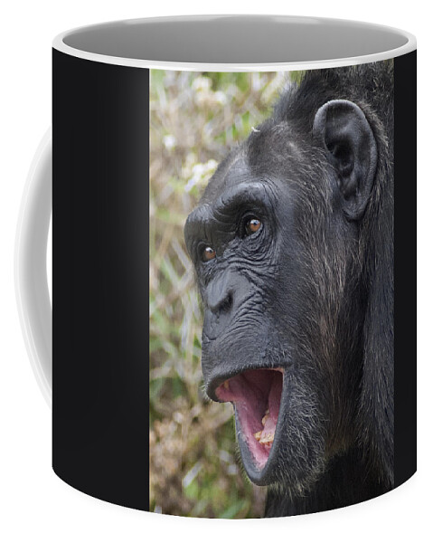 Feb0514 Coffee Mug featuring the photograph Chimpanzee Calling Kenya by D. & E. Parer-Cook