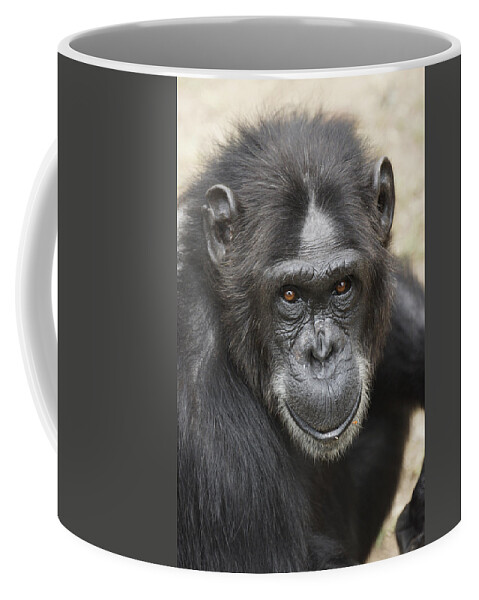 Hiroya Minakuchi Coffee Mug featuring the photograph Chimpanzee Portrait Ol Pejeta by Hiroya Minakuchi
