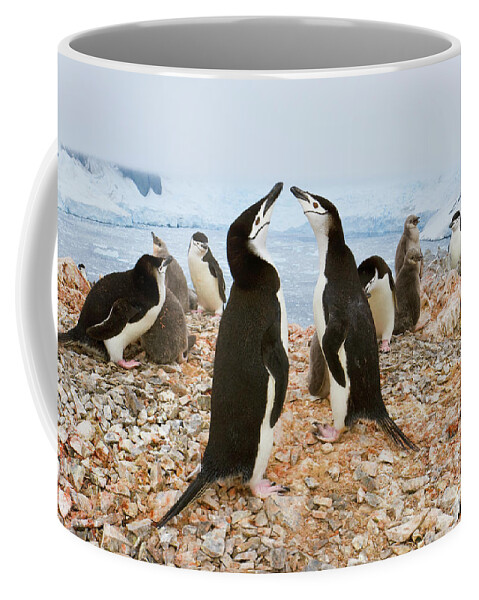00345557 Coffee Mug featuring the photograph Chinstrap Penguin Colony at Spigot Point by Yva Momatiuk John Eastcott