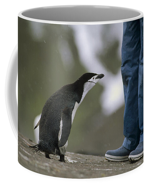 Feb0514 Coffee Mug featuring the photograph Chinstrap Penguin Inspecting Tourist by Tui De Roy