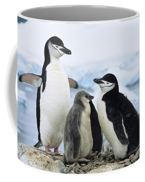 Feb0514 Coffee Mug featuring the photograph Chinstrap Penguins And Chicks Antarctica by Konrad Wothe