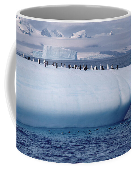 Feb0514 Coffee Mug featuring the photograph Chinstrap Penguins On Iceberg by Flip Nicklin