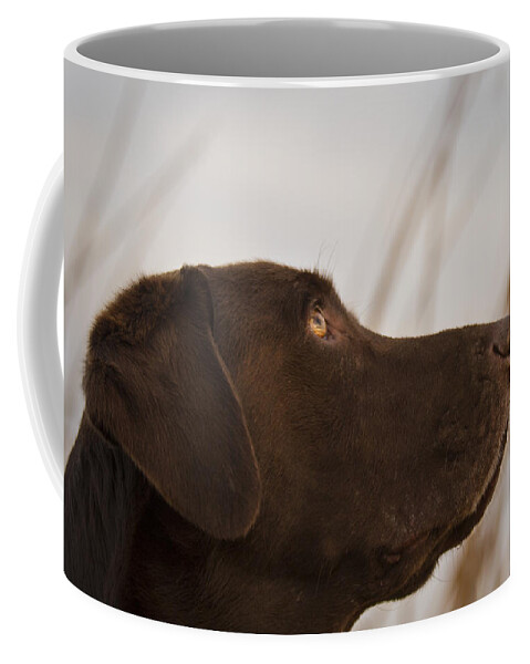 Chocolate Labrador Retriever Coffee Mug featuring the photograph Chocolate Lab Watching the sky by Jean Noren