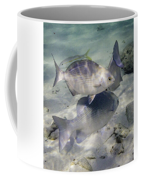 Fish Coffee Mug featuring the photograph Chubbin' Around by Lynne Browne