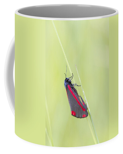 Cinnabar Moth Coffee Mug featuring the photograph Cinnabar Moth by Chris Smith