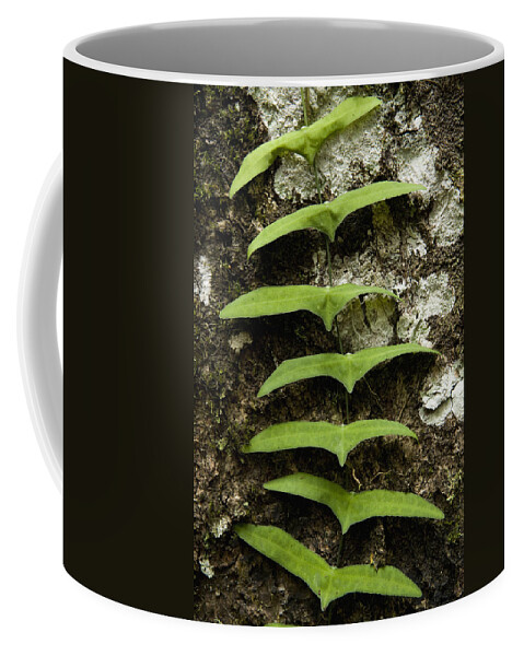 Feb0514 Coffee Mug featuring the photograph Climbing Rainforest Vine Borneo by Sebastian Kennerknecht