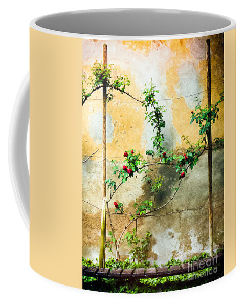 Beautiful Coffee Mug featuring the photograph Climbing rose plant by Silvia Ganora