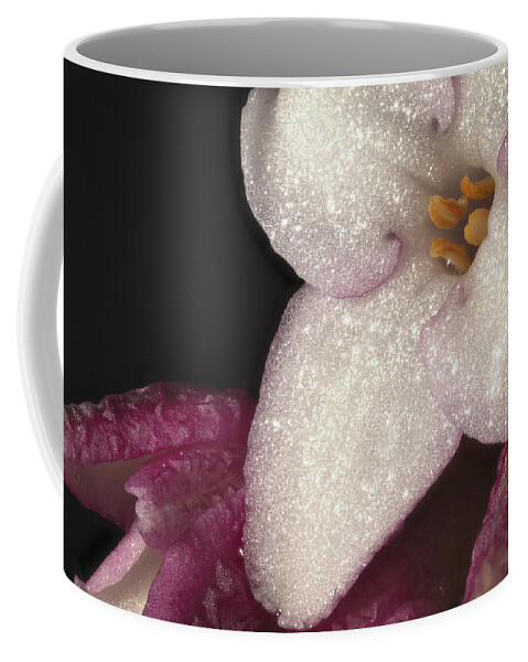 Daphne Odora Coffee Mug featuring the photograph Close up of Daphne Odora by Jean Noren