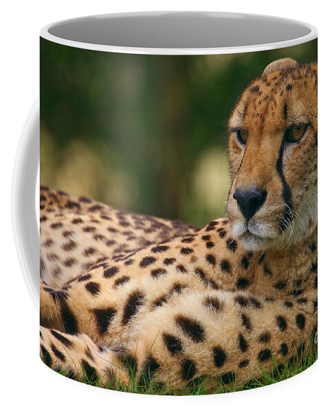 Close-up Coffee Mug featuring the photograph Close-up portrait of a cheetah by Nick Biemans