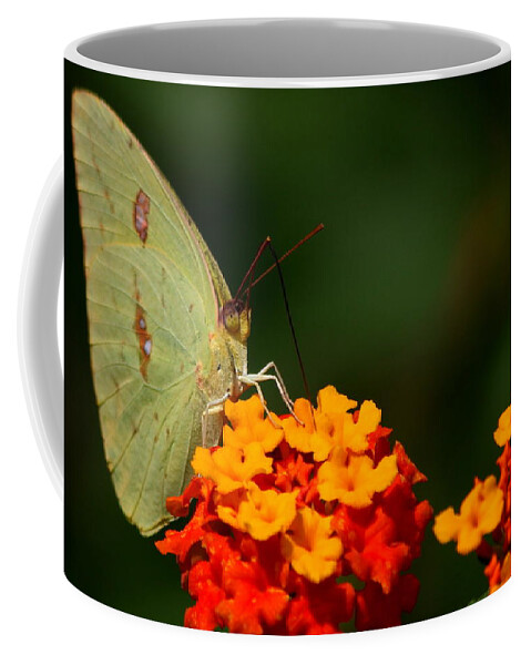 Butterfly Photography Coffee Mug featuring the photograph Closeness by Reid Callaway