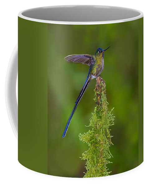 Violet-tailed Sylph Coffee Mug featuring the photograph Cloud Forest Fairy by Tony Beck