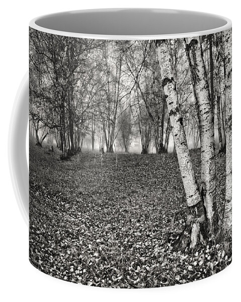 Clumping Birch Coffee Mug featuring the photograph Clumping Birch Trees And Fog by Theresa Tahara