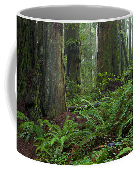 00559270 Coffee Mug featuring the photograph Coast Redwoods And Ferns In Redwood by Yva Momatiuk and John Eastcott
