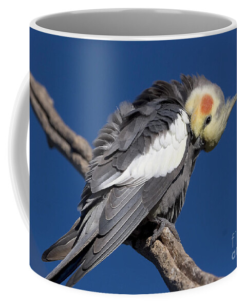 Nymphicus Hollandicus Coffee Mug featuring the photograph Cockatiel - Canberra - Australia by Steven Ralser
