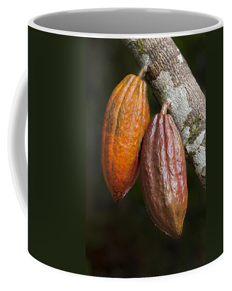 536596 Coffee Mug featuring the photograph Cocoa Fruit Brazil by Ingo Arndt