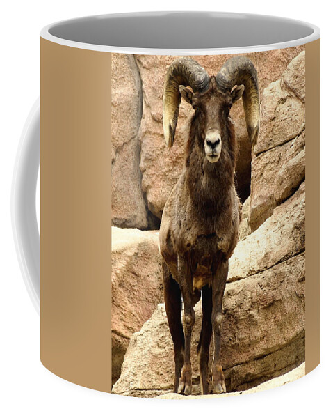 Nature Coffee Mug featuring the photograph Colorado Big Horn Sheep on Mountain by Amy McDaniel