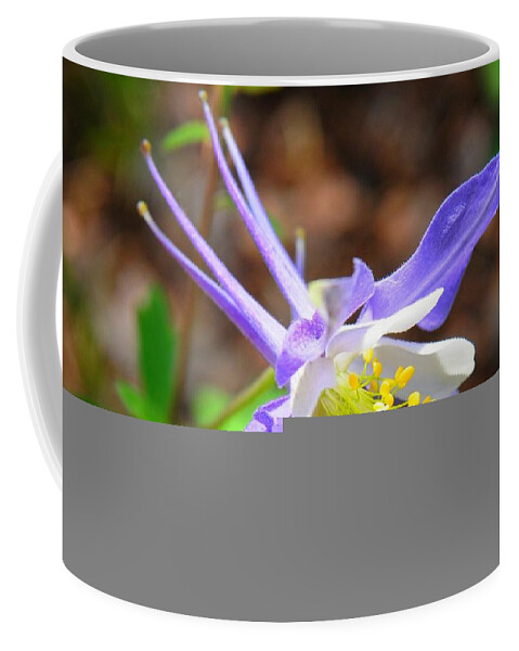 Colorado Coffee Mug featuring the photograph Colorado Blue Columbine flower by Marilyn Burton