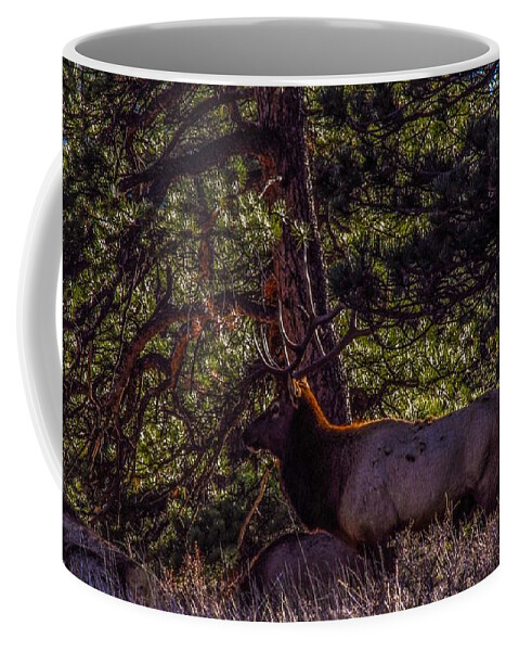 Elk Coffee Mug featuring the photograph Colorado Bull Elk 2 by Jesse Post