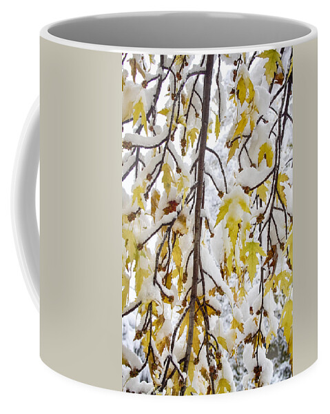Tree Coffee Mug featuring the photograph Colorful Maple Tree Branches In The Snow 2 by James BO Insogna