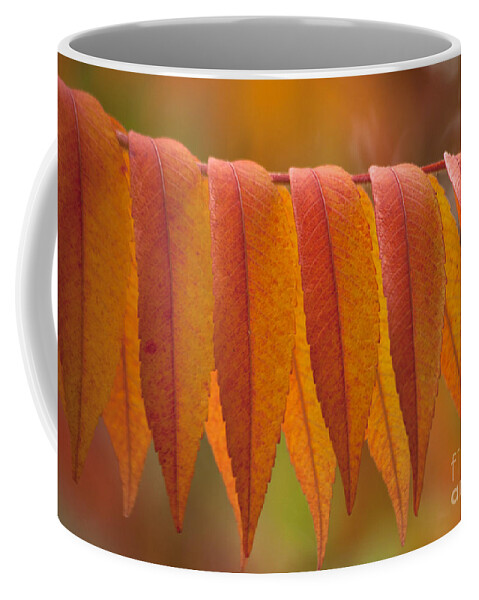 Heiko Coffee Mug featuring the photograph Colorful Sumac foliage in fall by Heiko Koehrer-Wagner