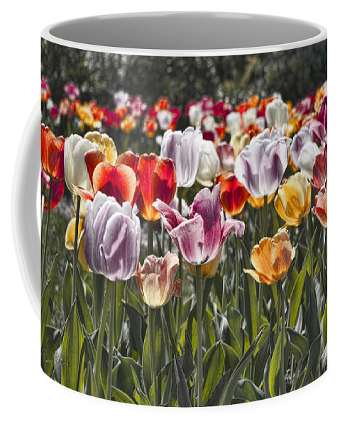 Tulip Coffee Mug featuring the photograph Colorful Tulips in the Sun by Sharon Popek