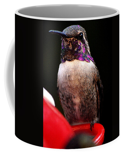 Hummingbird Coffee Mug featuring the photograph Colorful White Eared Male Hummingbird Anna Posing On Perch by Jay Milo