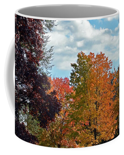 Tree Coffee Mug featuring the photograph Colors Of Fall by Judy Wolinsky