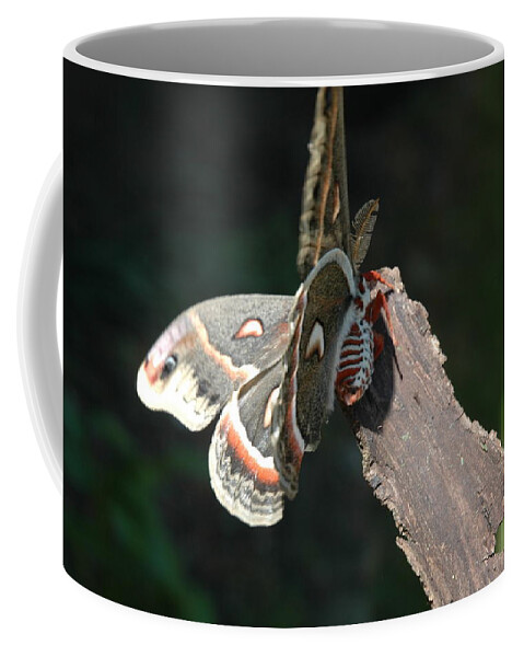 Green Coffee Mug featuring the photograph Columbia Silk Moth I by Bernadette Krupa
