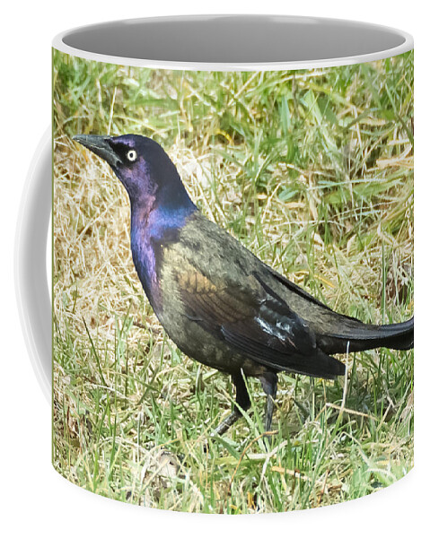 Jan Holden Coffee Mug featuring the photograph Common Grackle by Holden The Moment
