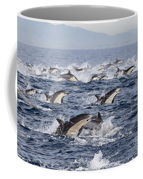 534185 Coffee Mug featuring the photograph Common Dolphins Surfacing San Diego by Richard Herrmann