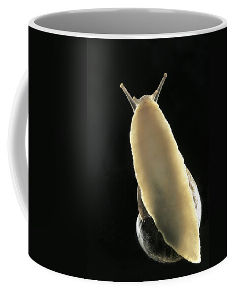 Garden Snail Coffee Mug featuring the photograph Common Garden Snail by Jean-Michel Labat