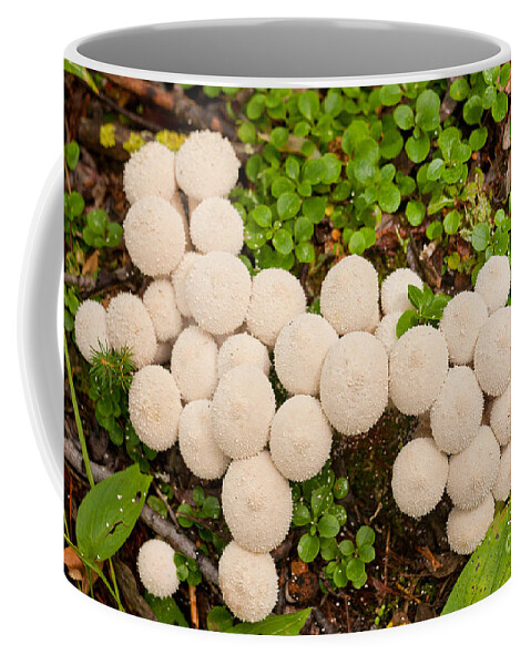 Autumn Coffee Mug featuring the photograph Common Puffball mushrooms Lycoperdon perlatum by Stephan Pietzko