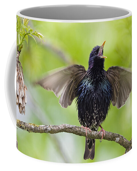 Feb0514 Coffee Mug featuring the photograph Common Starling Singing Bavaria by Konrad Wothe