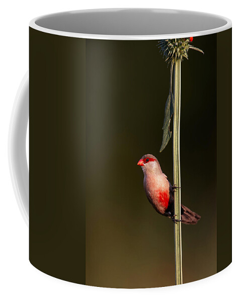 Common Coffee Mug featuring the photograph Common waxbill by Johan Swanepoel