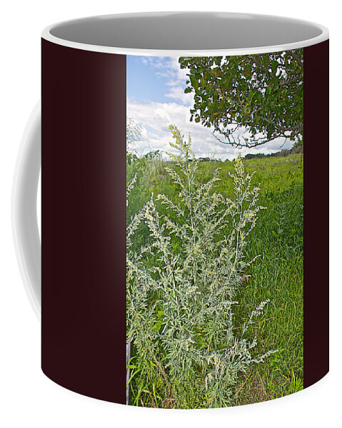 Common Wormwoodr In Pipestone National Monument Coffee Mug featuring the photograph Common Wormwood in Pipestone National Monument-Minnesota by Ruth Hager