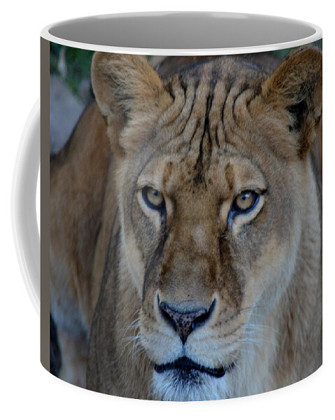 Lion Coffee Mug featuring the photograph Concerned Lioness by Maggy Marsh