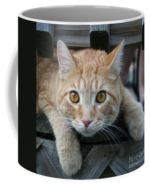 Cat Coffee Mug featuring the photograph Cool Cat named Calvin by Karen Adams