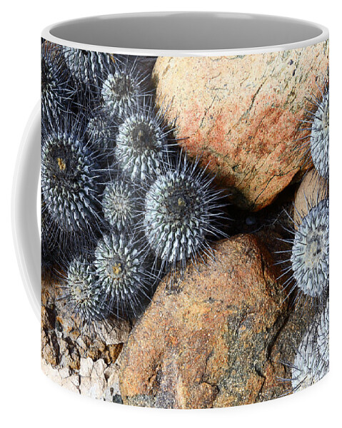 Cacti Coffee Mug featuring the photograph Copiapoa cacti and colored rocks Chile by James Brunker