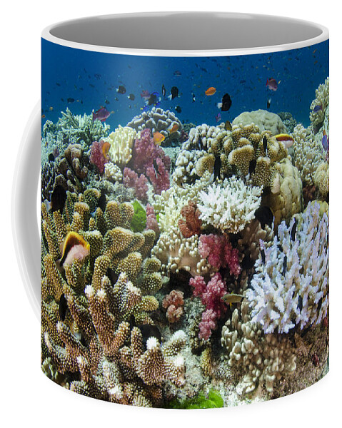 Pete Oxford Coffee Mug featuring the photograph Coral Reef Diversity Fiji by Pete Oxford