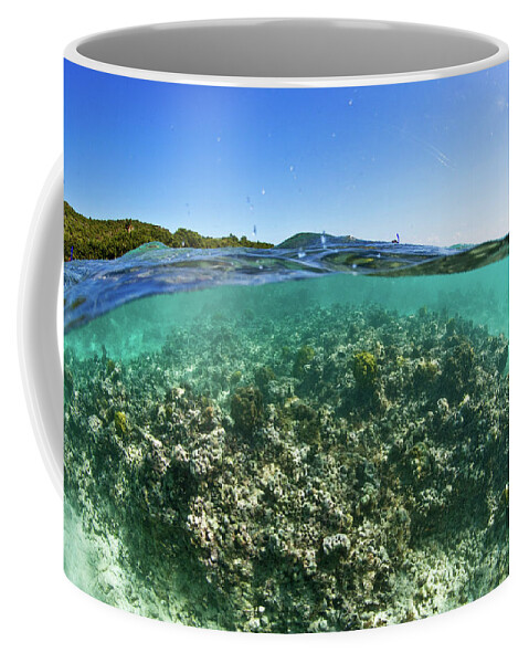 Photography Coffee Mug featuring the photograph Coral Reef In Culebra Island, Puerto by Panoramic Images
