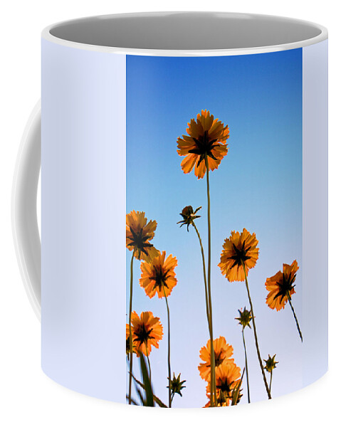 Coreopsis Coffee Mug featuring the photograph Coreopsis In the Sky by Mary Lee Dereske