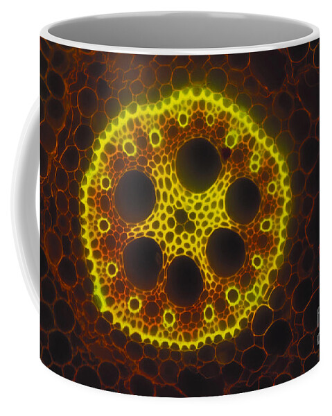 Corn Root Coffee Mug featuring the photograph Corn Root Section by P. Dayanandan