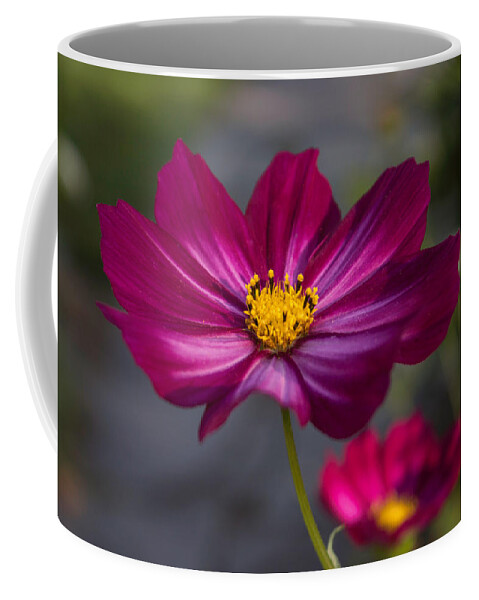 Cosmos Coffee Mug featuring the photograph Cosmos Flower by Arlene Carmel