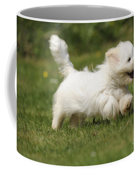 Dog Coffee Mug featuring the photograph Coton De Tulear Dog by John Daniels