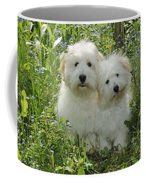 Dog Coffee Mug featuring the photograph Coton De Tulear Dogs by John Daniels