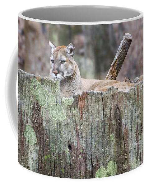Cougar Coffee Mug featuring the photograph Cougar on a stump by Flees Photos