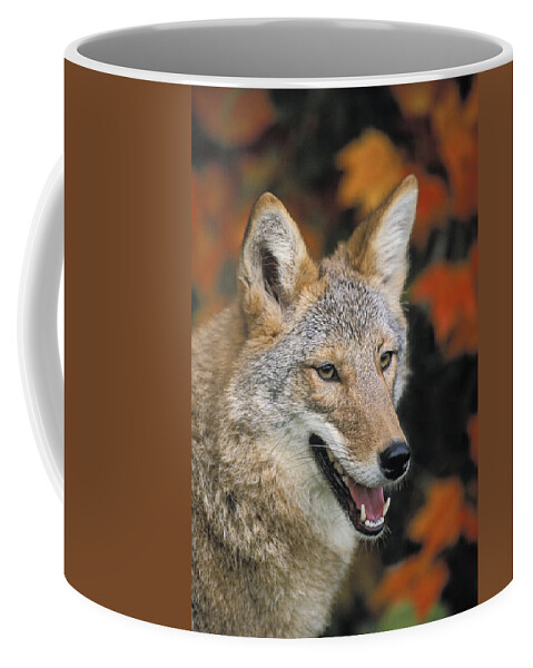 Aloneness Coffee Mug featuring the photograph Coyote In Maple by Thomas Kitchin and Victoria Hurst
