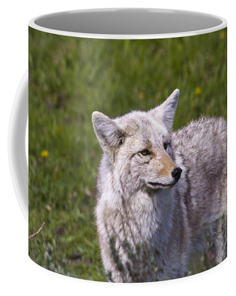 America Coffee Mug featuring the photograph Coyote by Jack R Perry