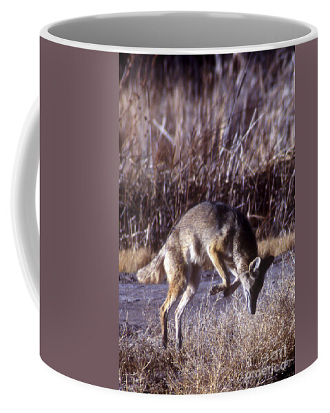 Bosque Coffee Mug featuring the photograph Coyote by Steven Ralser