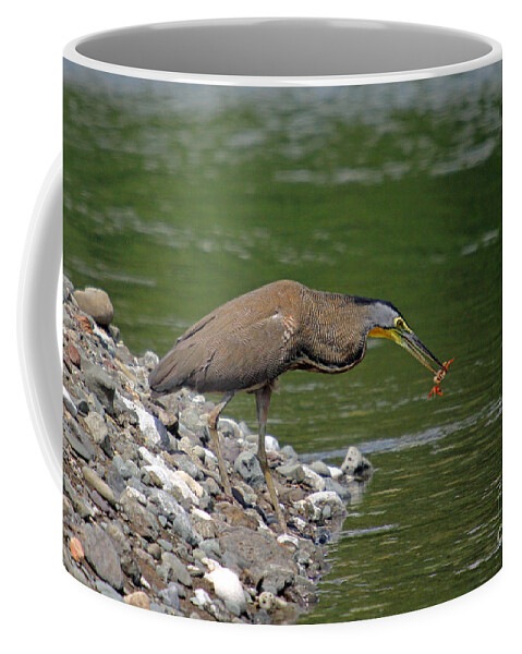 Costa Rica Coffee Mug featuring the photograph Crab Dinner by Bob Hislop